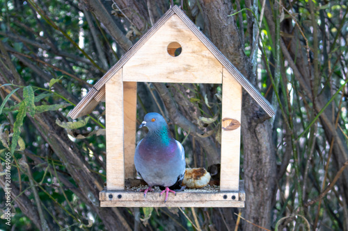 Dove.