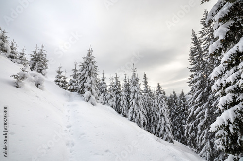 Beautiful winter mountain landscape. Tall dark green spruce trees covered with snow on mountain peaks and cloudy sky background.