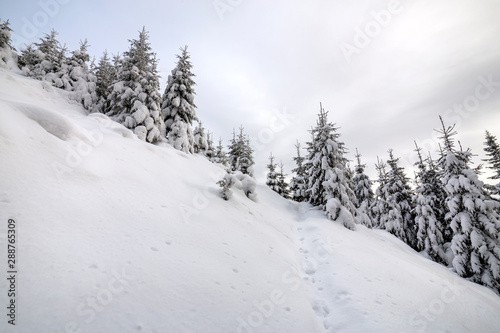 Beautiful winter mountain landscape. Tall dark green spruce trees covered with snow on mountain peaks and cloudy sky background. © bilanol