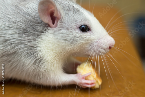 White domestic rat eating bread. Pet animal at home.