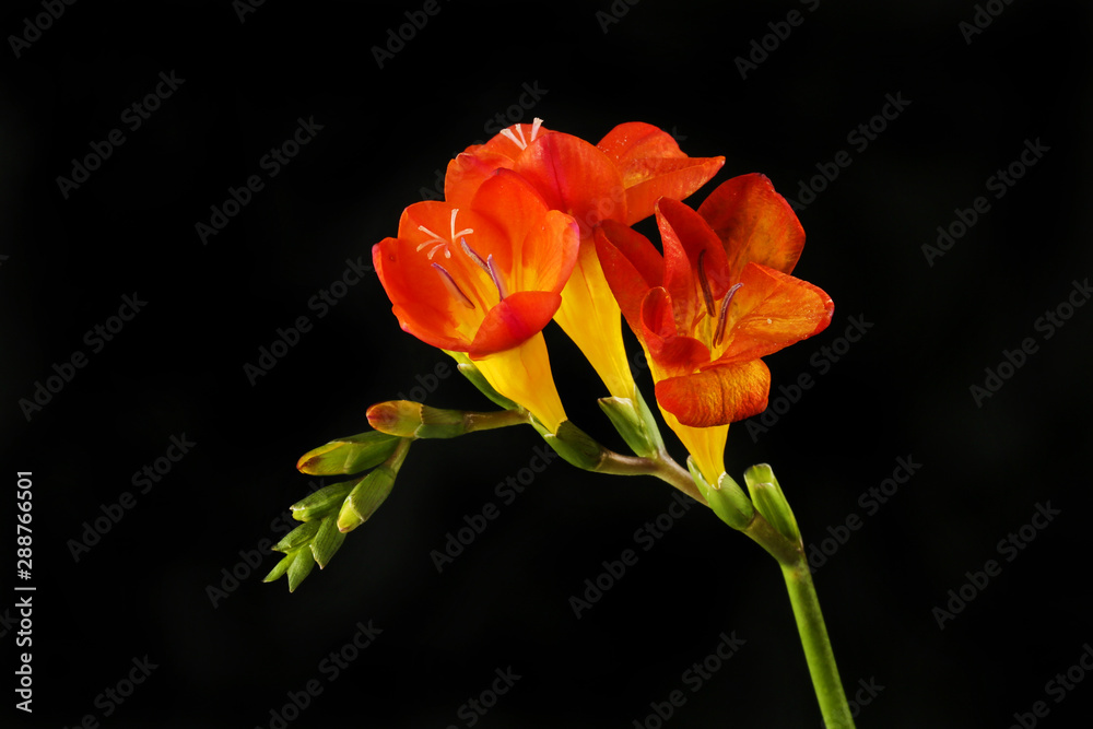 Freesia flowers against black Freesia flowers against black