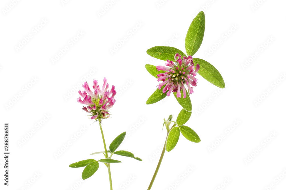 Fototapeta premium Two clover flowers