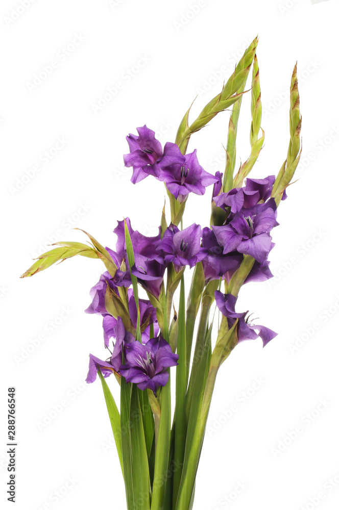 Fototapeta premium Arrangement of gladioli flowers