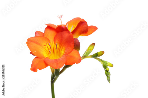 Red and yellow freesias