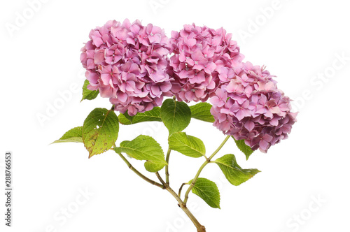 Pink hydrangea flowers