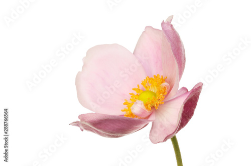 Japanese anemone side view