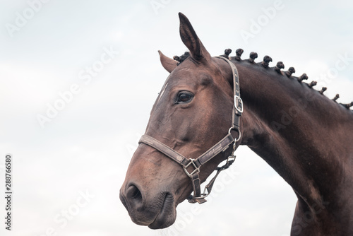 Close up of a large dressage horse with knots in its mane, somewhere on Ameland, the sun sets © David Peperkamp