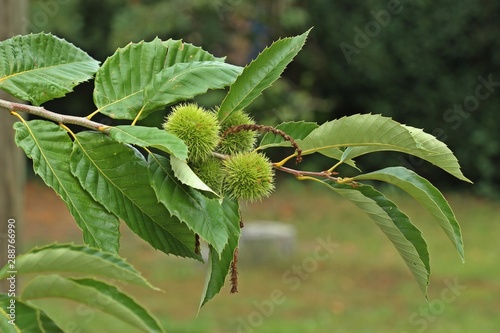 Quadro em tela Zweig mit Früchten der Edelkastanie (Castanea sativa)