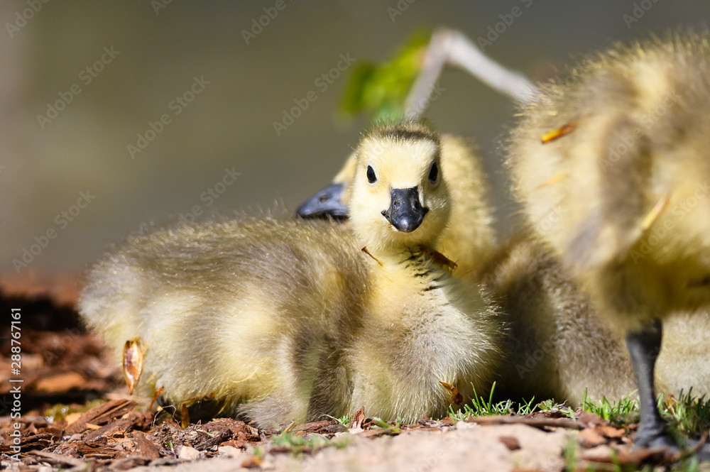 Newborn Gosling Resting Quietly on the Soft Ground Newborn Gosling Resting Quietly on the Soft Ground