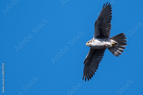 Prairie Falcon Soaring High in a Blue Sky