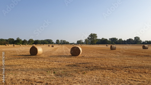 field, hay, agriculture, straw, bale, farm, harvest, landscape, summer, rural, sky, wheat, countryside, crop, farming, nature, grass, autumn, bales, country, meadow, haystack, roll, yellow, blue