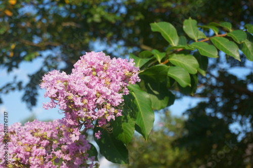 Pretty Pink lilac