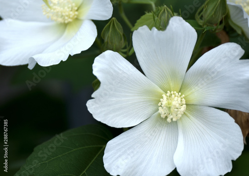 白い花 © 有宏 長谷川