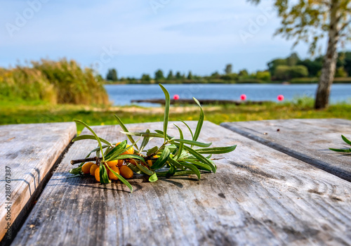 Branch of fruits of sea-buckthorn on a wooden table, selective focus, backgro...