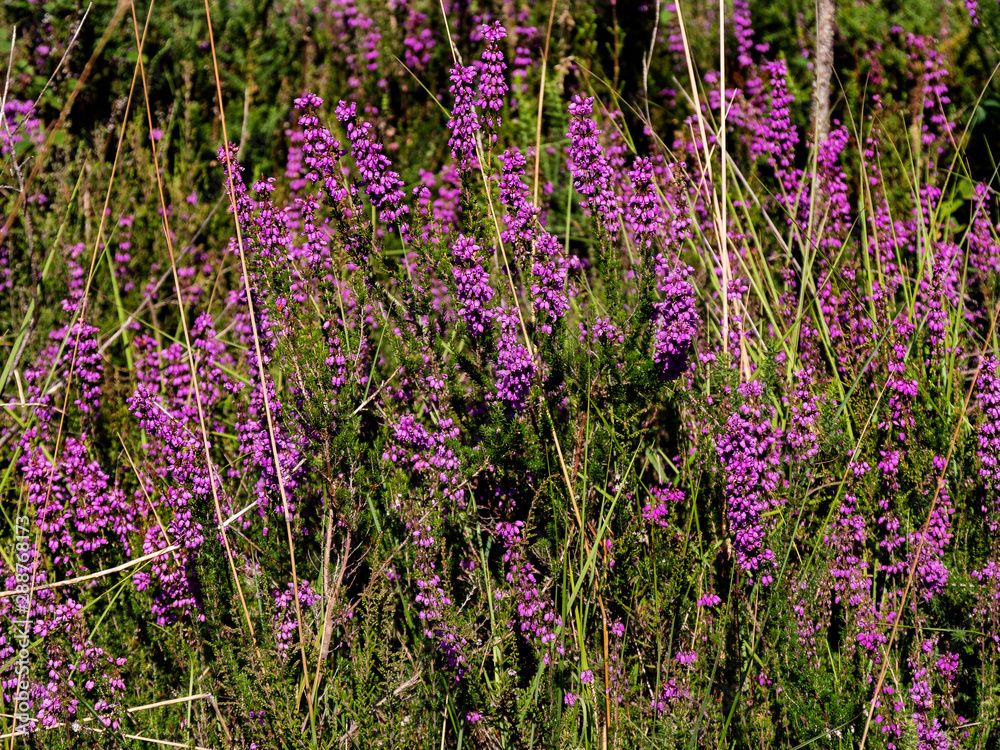 Naklejka premium fleurs de bruyère