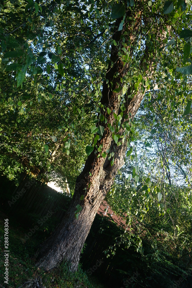 Fototapeta premium Tree in Backyard