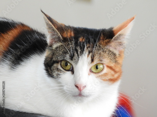 chat tricolore