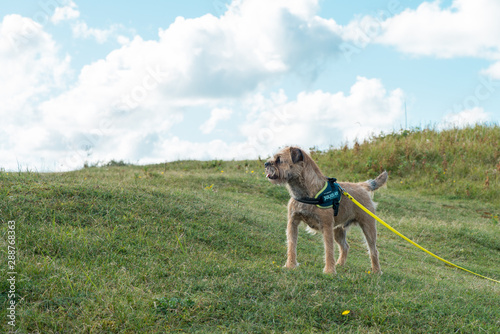 Fototapeta Naklejka Na Ścianę i Meble -  Border Terrier is leashed in the dune grass, dog-images