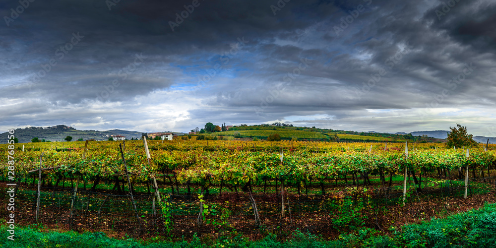 vineyard in italy