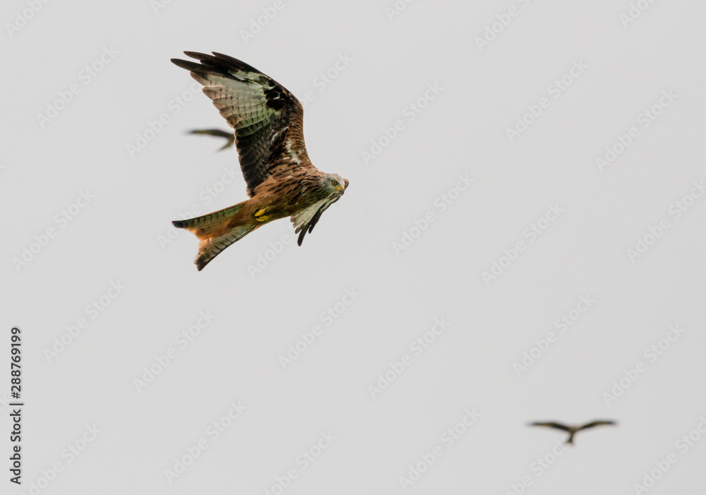 Fototapeta premium The Red Kite Feeding Station Brecon Beacons National Park Llanddeusant, Llangadog wales