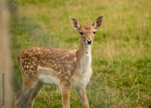 Spotted roe deer grazing in grassland