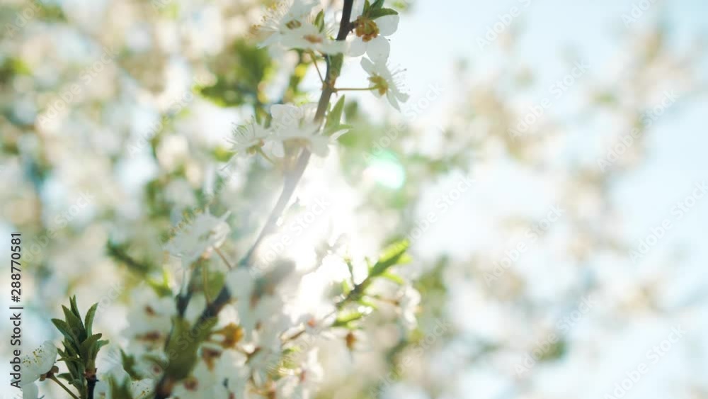 spring, bee pollinating flowering trees, slow motion spring, bee pollinating flowering trees, slow motion