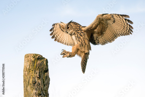  Landing of a Eurasian Eagle-Owl (Bubo bubo) on branch. Bokeh background. Noord Brabant in the Netherlands.