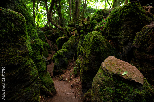 The moss covered rocks of Puzzlewood  an ancient woodland near Coleford in the Royal Forest of Dean  Gloucestershire  UK