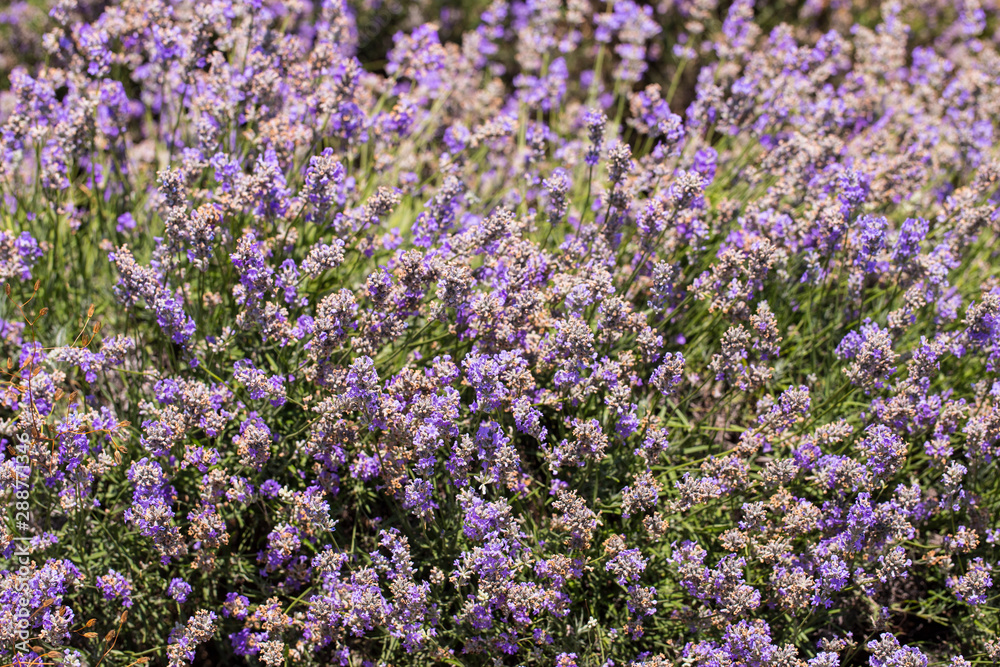 Flowering lavender. Field of blue flowers. Lavandula - flowering plants in the mint family, Lamiaceae.	