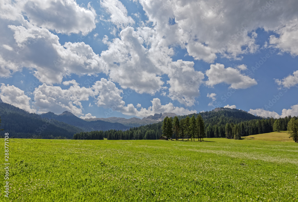 Beautiful view of a flowering alpine meadow in the Italian Dolomites. Italian Alps, Alto Adige.