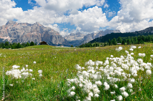 Wild cotton flowers (cotton grass) in alpine meadows. Italian Alps, Alto Adige.