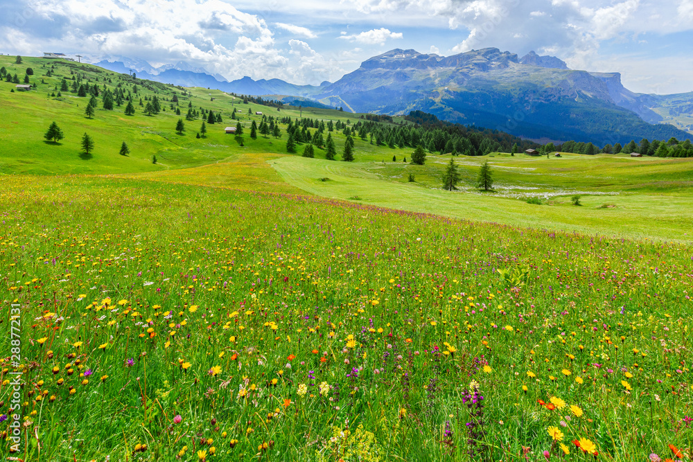 Alpine meadow with wild flowers in the Italian Dolomites. Italian Alps, Alto Adige.