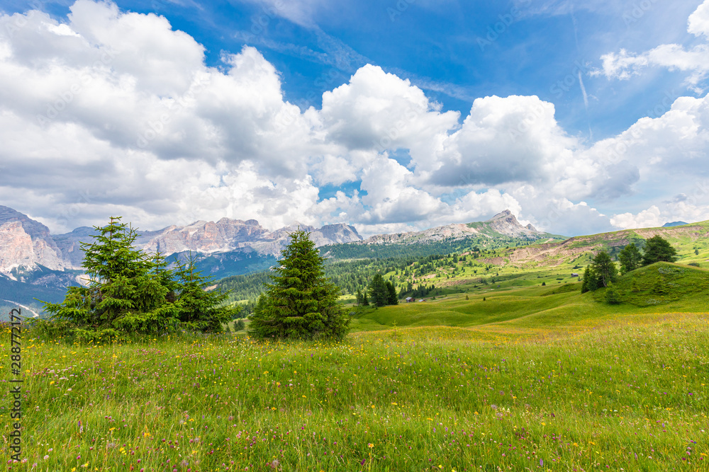 View of alpine meadow with wild flowers in the Italian Dolomites. Italian Alps, Alto Adige.