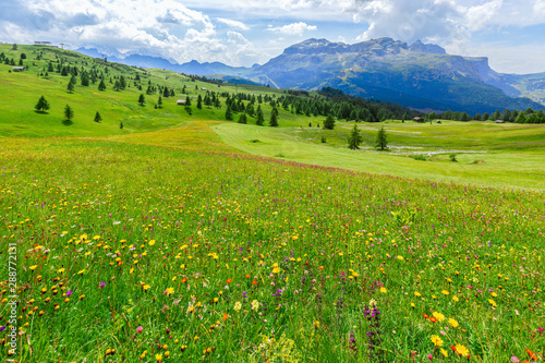 Alpine meadow with wild flowers in the Italian Dolomites. Italian Alps  Alto Adige.