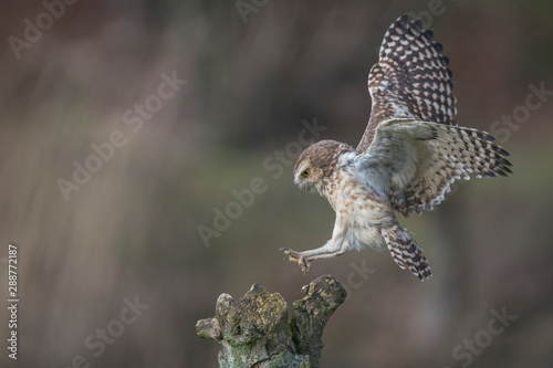 Burrowing owl (Athene cunicularia) landing on a branch. Noord Brabant in the Netherlands. Background with writing space