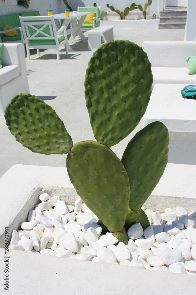 Zielony kaktus na tle białego tarasu - obrazy, fototapety, plakaty 
