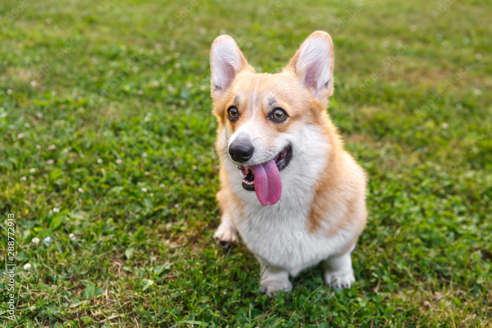 Welsh Corgi dog on the green lawn