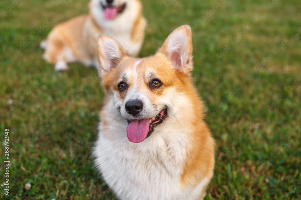 Two dogs Welsh Corgi on the green lawn