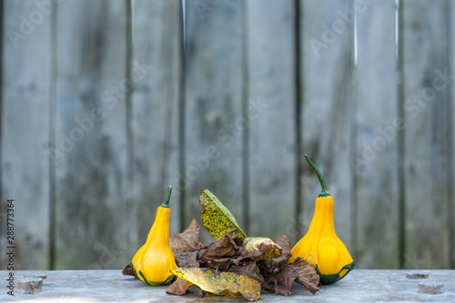 Close up of a two yellow-green zucchini with leafs photo