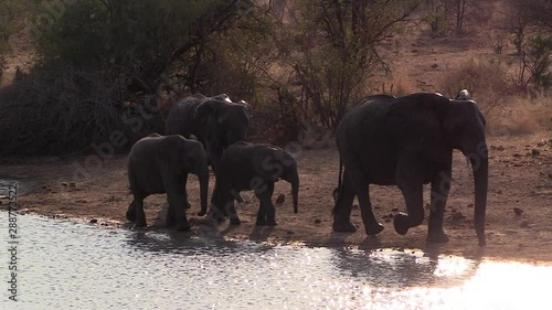 A family of elephants walk past a waterhole in the late afternoon at Greater Kruger National Park in South Africa.
