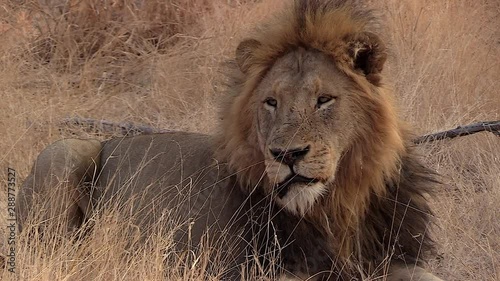 Zoom in on a male lion resting in the dry grass during the day in South Africa. photo