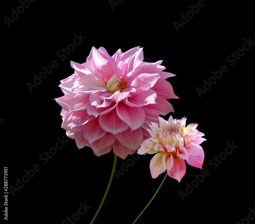 Two pink dahlia isolated on a black background