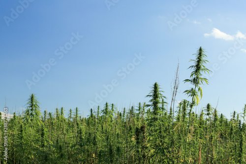 Fresh agricultural hemp grows in the summer countryside farm field