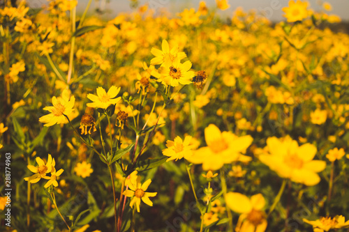 Plantation flowers nature