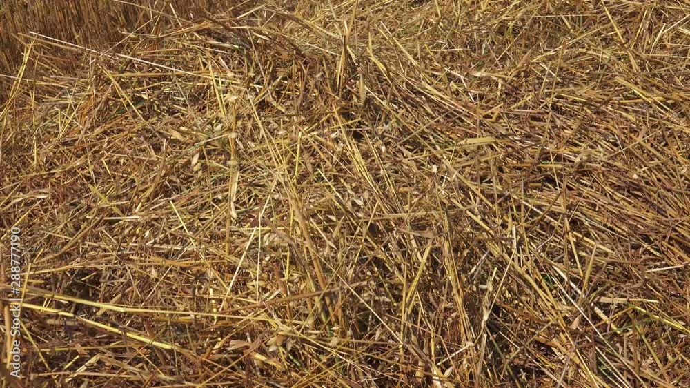 Straw is an agricultural byproduct consisting of the dry stalks of cereal plants after the grain and chaff have been removed. It makes up about half of the yield of cereal crops such as barley, oats, Straw is an agricultural byproduct consisting of the dry stalks of cereal plants after the grain and chaff have been removed. It makes up about half of the yield of cereal crops such as barley, oats,
