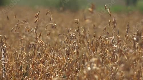 The oat, sometimes called the common oat, is a species of cereal grain grown for its seed, which is known by the same name. 