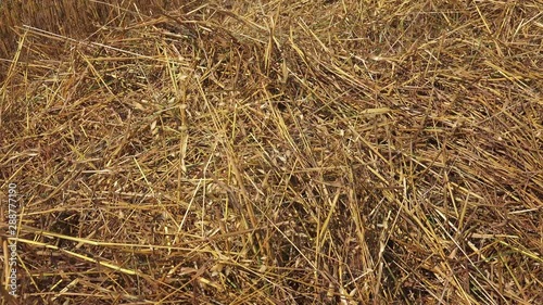 Straw is an agricultural byproduct consisting of the dry stalks of cereal plants after the grain and chaff have been removed. It makes up about half of the yield of cereal crops such as barley, oats, 
