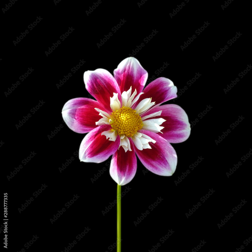 Beautiful motley dahlia isolated on a black background