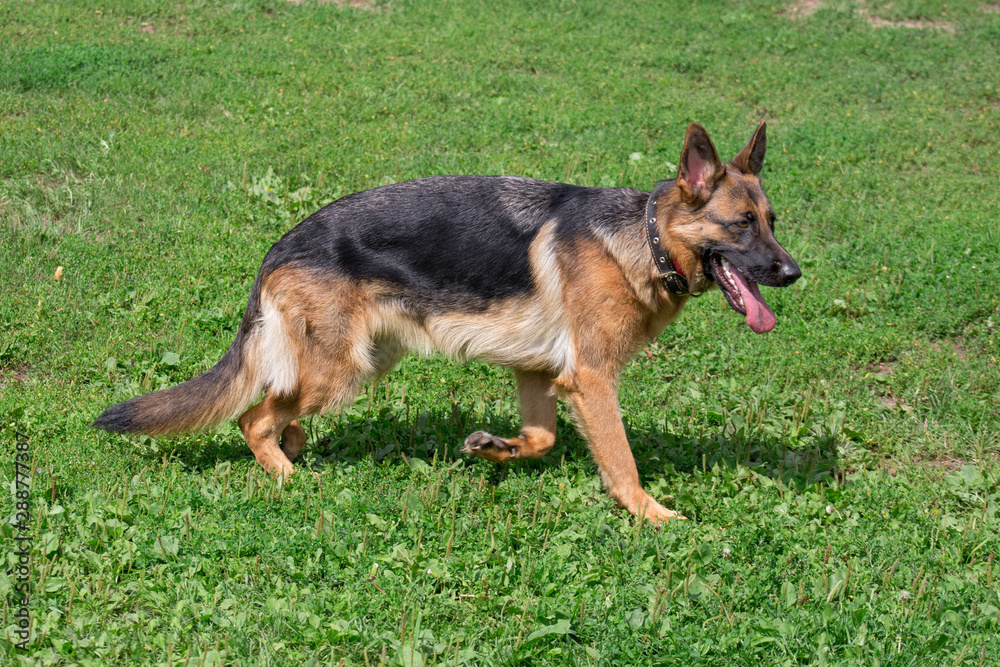 Cute german shepherd with black mask is running on a green meadow. Pet animals.