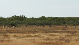 Thomson's gazelle on savanna in National park. Springbok, sand gazelle